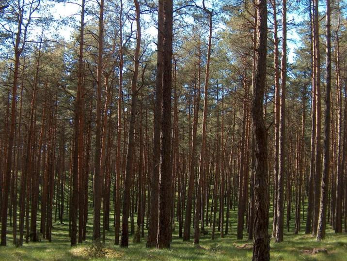 Drzewostan III klasy wieku fot. Adrian Pietrzak