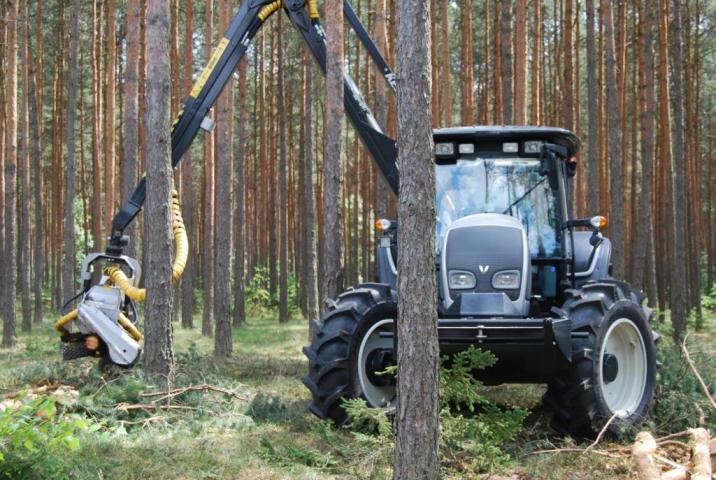 Praca Harvestera w trzebieżach fot. Jan Fiderewicz