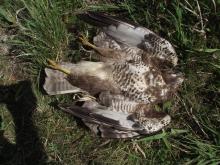 Umyślne zabijanie ptaków drapieżnych