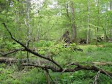 Ekosystemy referencyjne i lasy o wysokiej wartości ochronnej