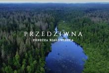 "Przedziwna Puszcza Białowieska"