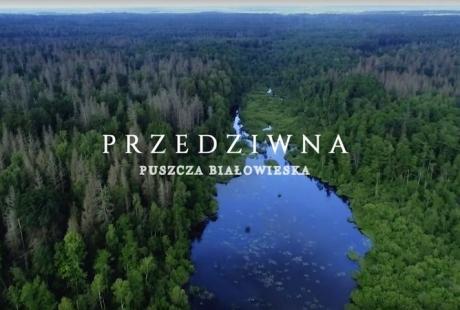 "Przedziwna Puszcza Białowieska"