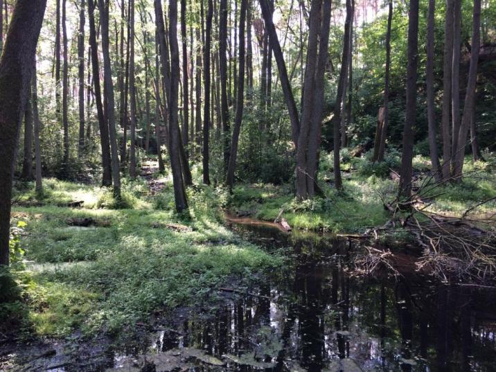 Las&#x20;olszowy&#x20;u&#x20;źródlisk&#x20;naturalnego&#x20;cieku&#x20;&#x28;Fot&#x2e;&#x20;Adrian&#x20;Pietrzak&#x29;