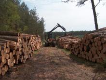 Sprzedaż drewna, choinek i sadzonek