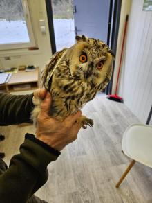 leśnicy pomogli rannej sowie