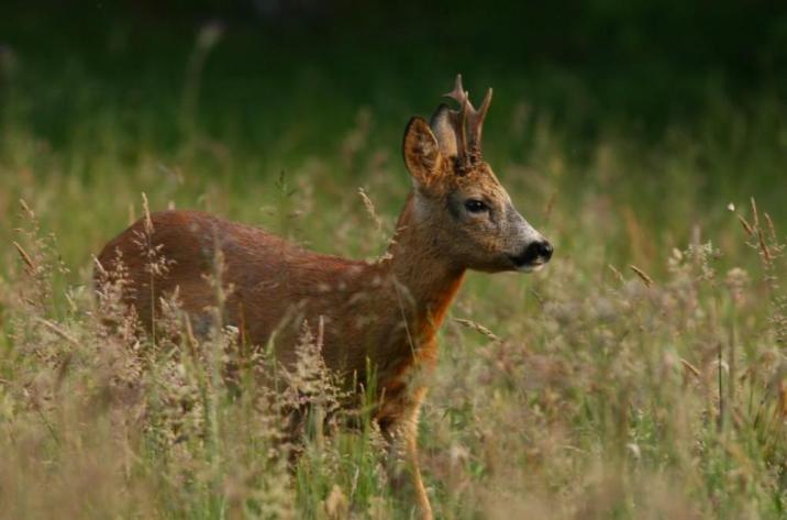 Saren żyje w Nadleśnictwie Solec Kujawski około 1 tysiąca (fot. Aleksander Kowalke)