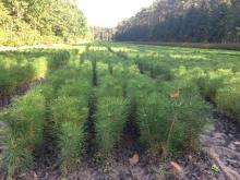 Oferta sprzedaży sadzonek -  WIOSNA 2026