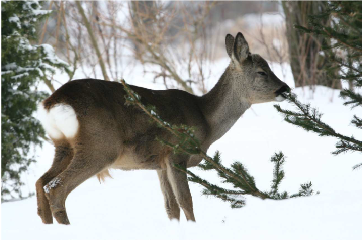 Zgryzanie  (Fot. A.Kowalke)