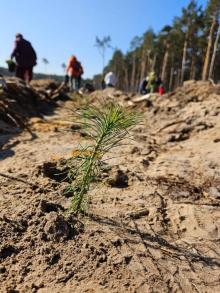 sadzenie społeczne już za nami